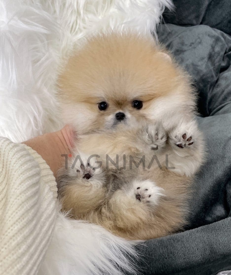 Pomeranian puppy for sale, dog for sale at Tagnimal