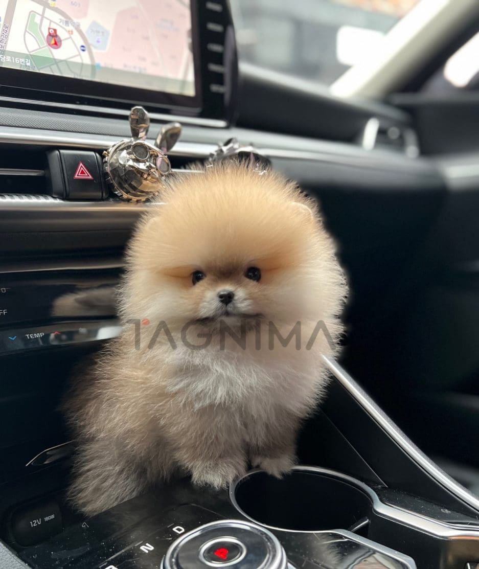 Pomeranian puppy for sale, dog for sale at Tagnimal