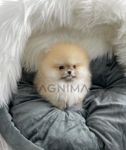 Pomeranian puppy for sale, dog for sale at Tagnimal