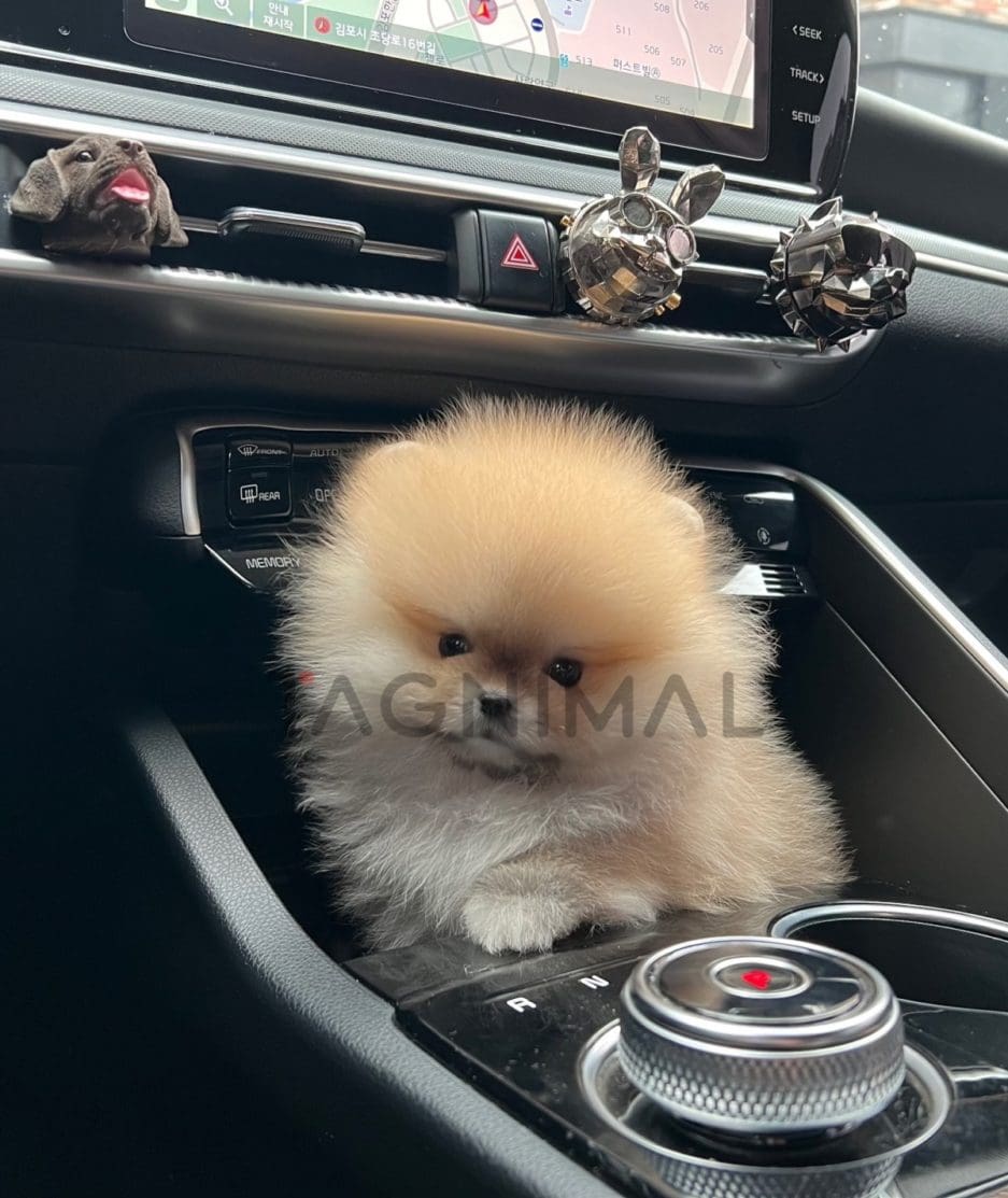 Pomeranian puppy for sale, dog for sale at Tagnimal