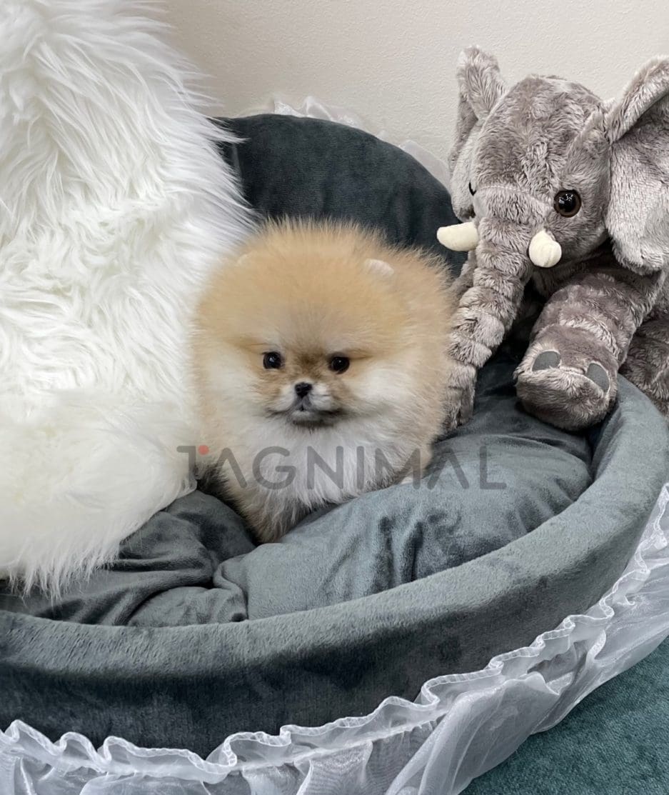 Pomeranian puppy for sale, dog for sale at Tagnimal