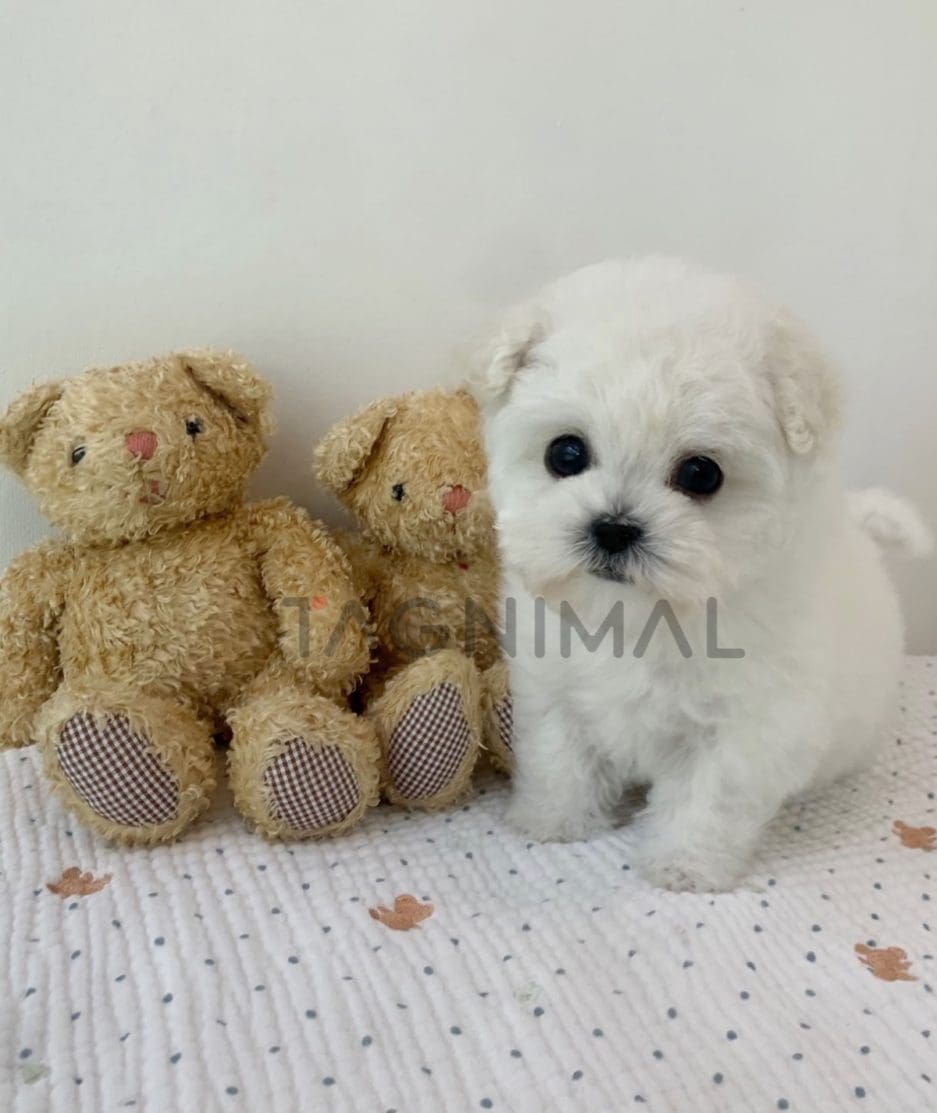 Bichon puppy for sale, dog for sale at Tagnimal