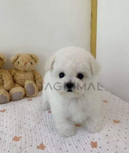 Bichon puppy for sale, dog for sale at Tagnimal