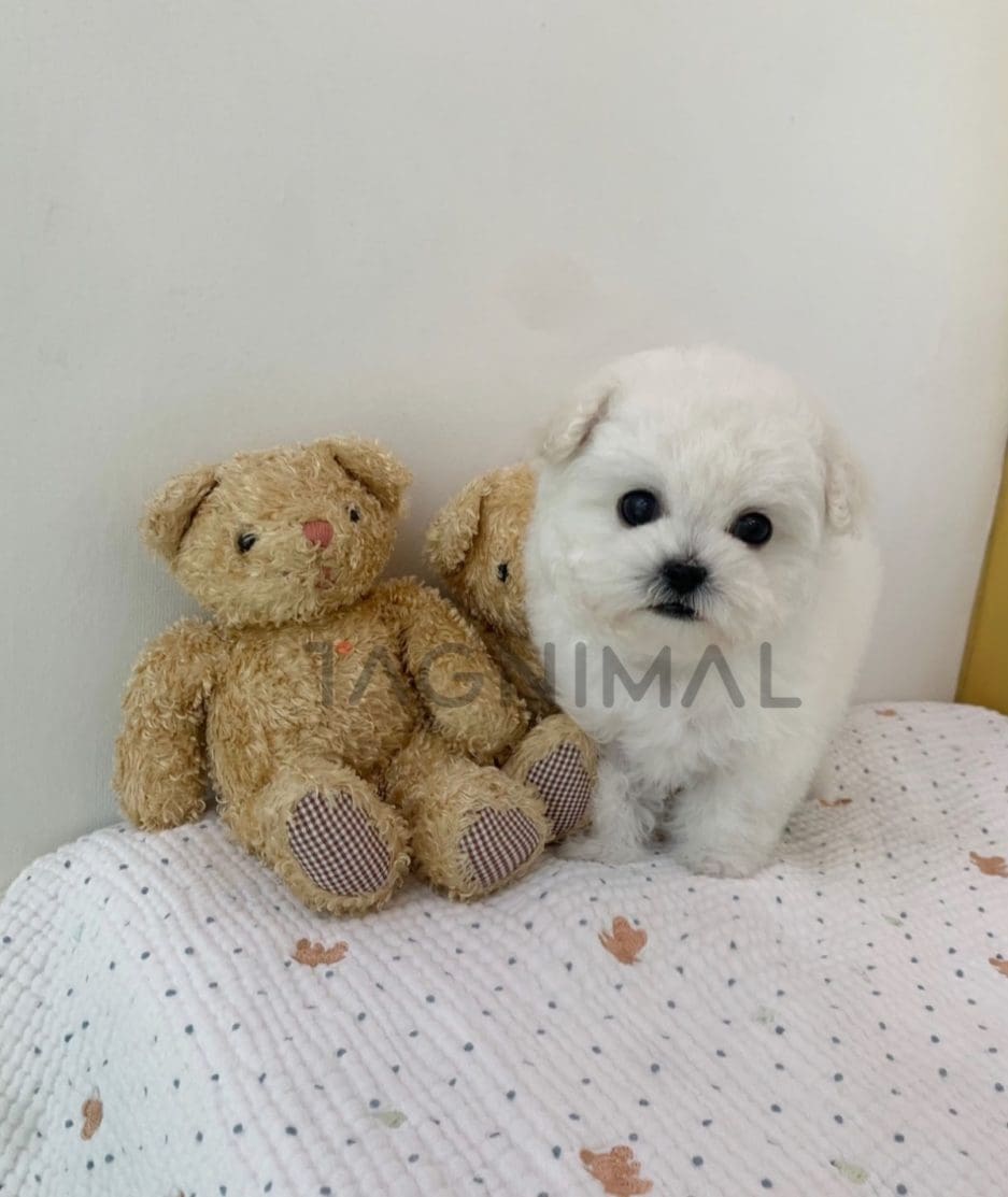 Bichon puppy for sale, dog for sale at Tagnimal