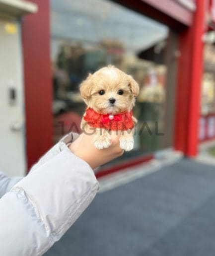 Maltipoo puppy for sale, dog for sale at Tagnimal