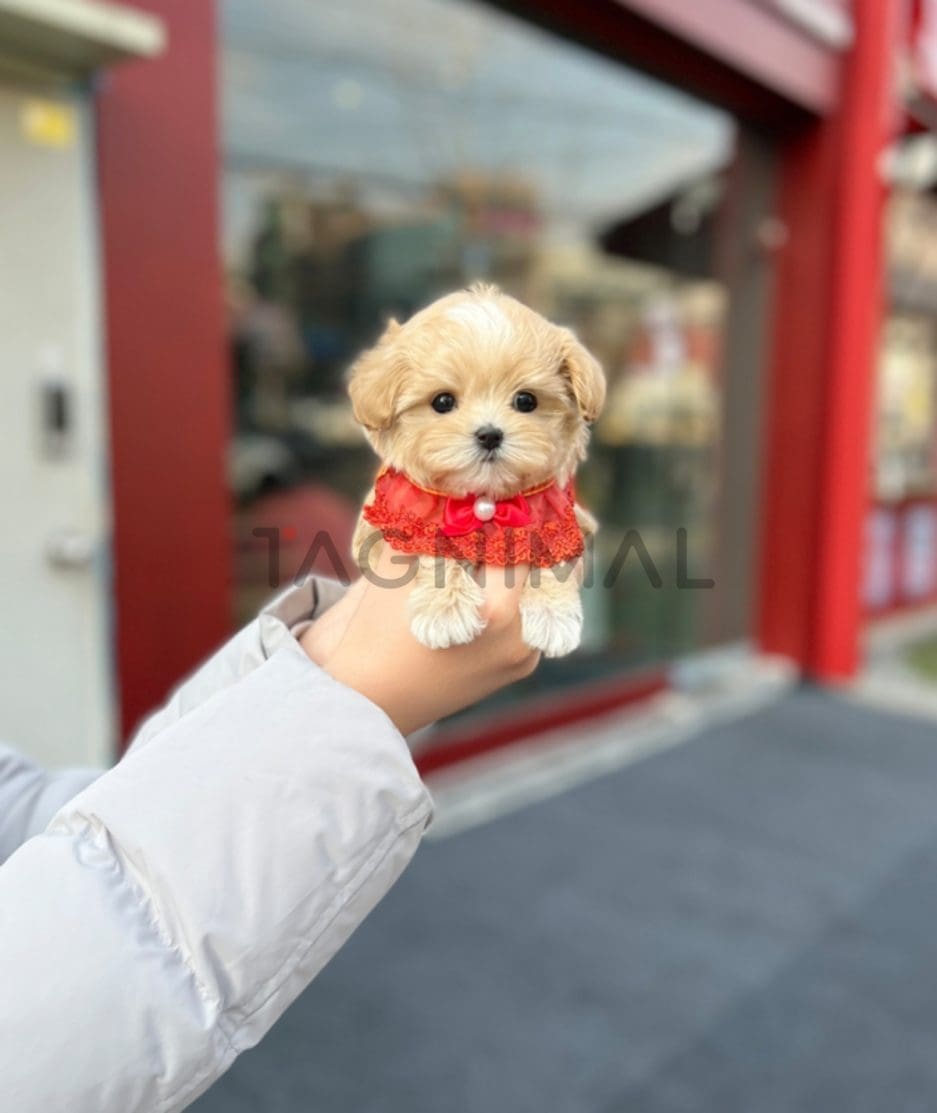 Maltipoo puppy for sale, dog for sale at Tagnimal