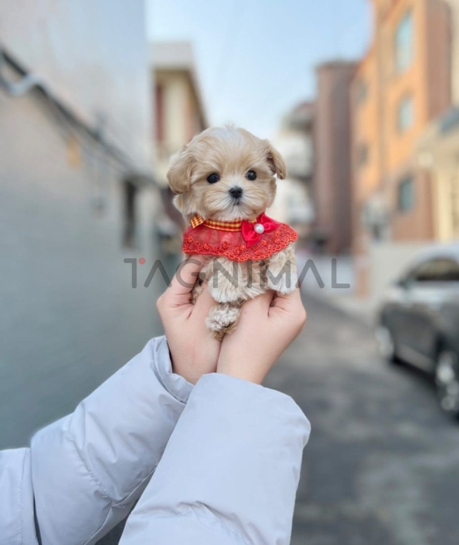 Maltipoo puppy for sale, dog for sale at Tagnimal