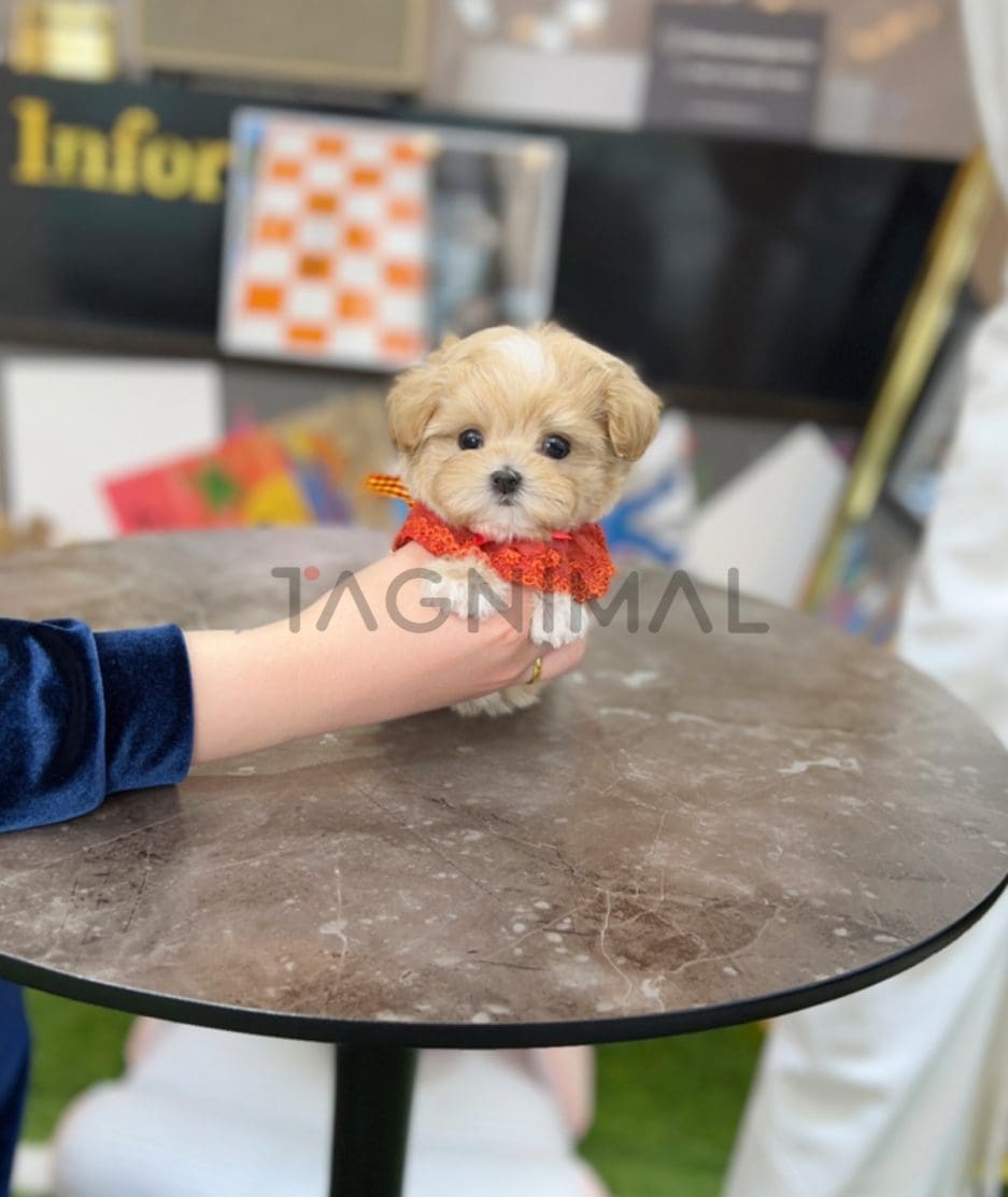 Maltipoo puppy for sale, dog for sale at Tagnimal