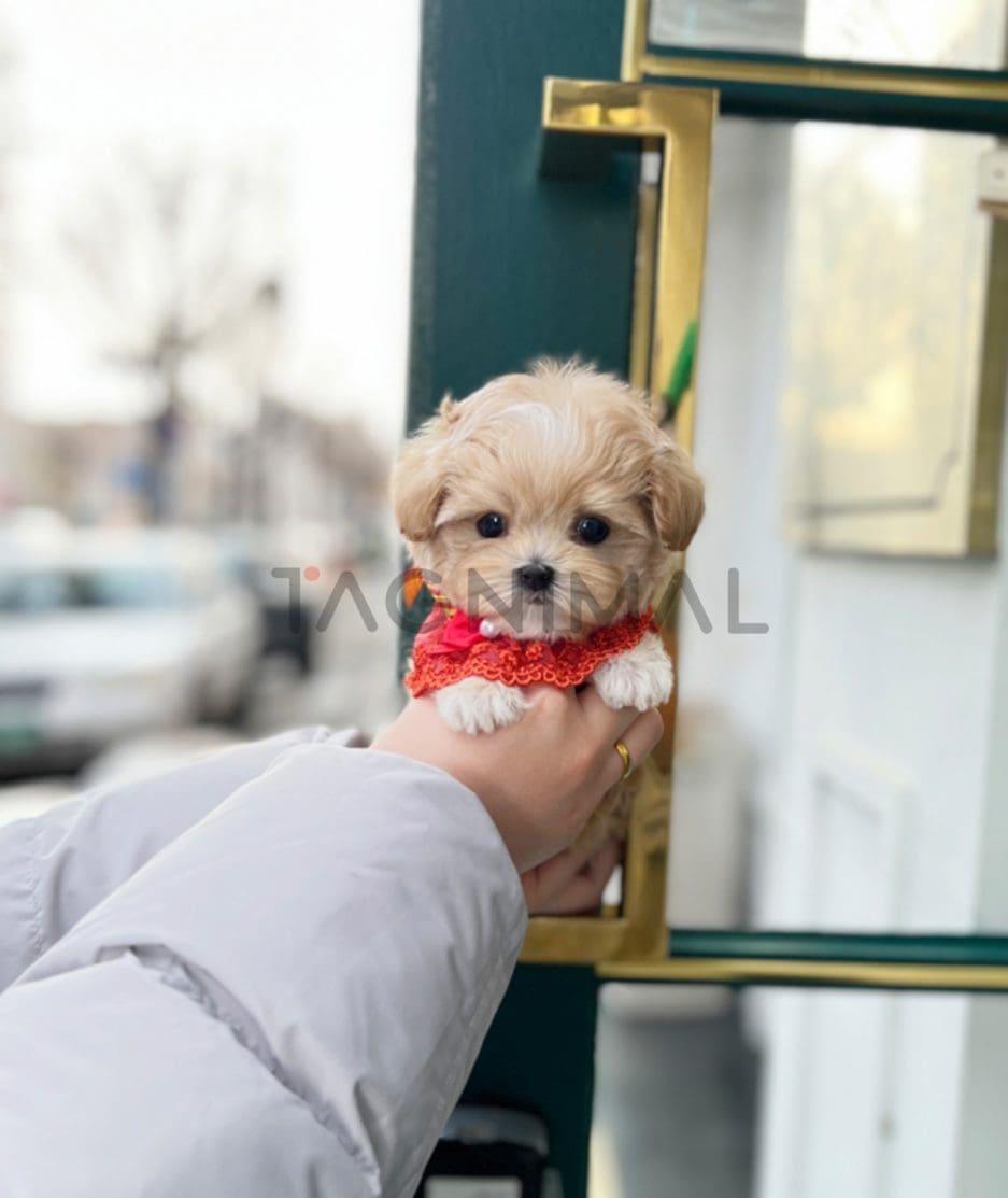 Maltipoo puppy for sale, dog for sale at Tagnimal