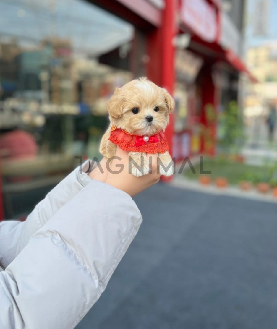 Maltipoo puppy for sale, dog for sale at Tagnimal