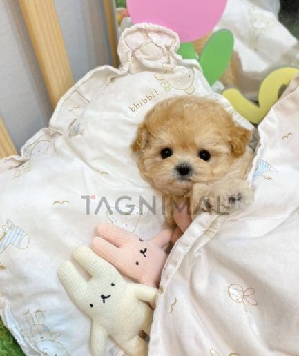 Maltipoo puppy for sale, dog for sale at Tagnimal