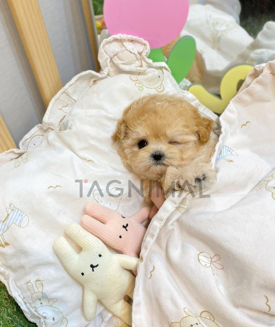 Maltipoo puppy for sale, dog for sale at Tagnimal