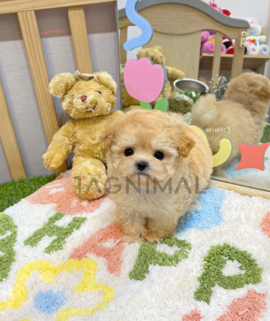 Maltipoo puppy for sale, dog for sale at Tagnimal