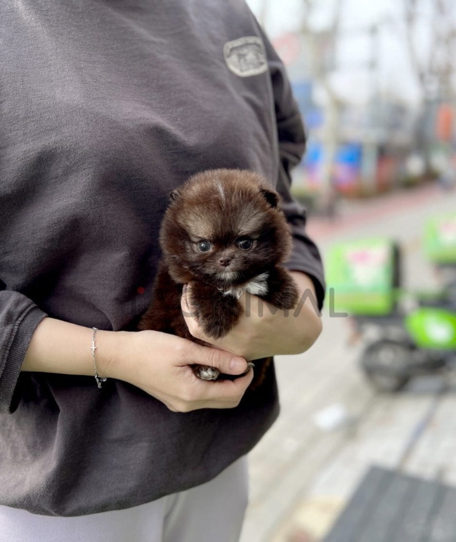 Pomeranian puppy for sale, dog for sale at Tagnimal