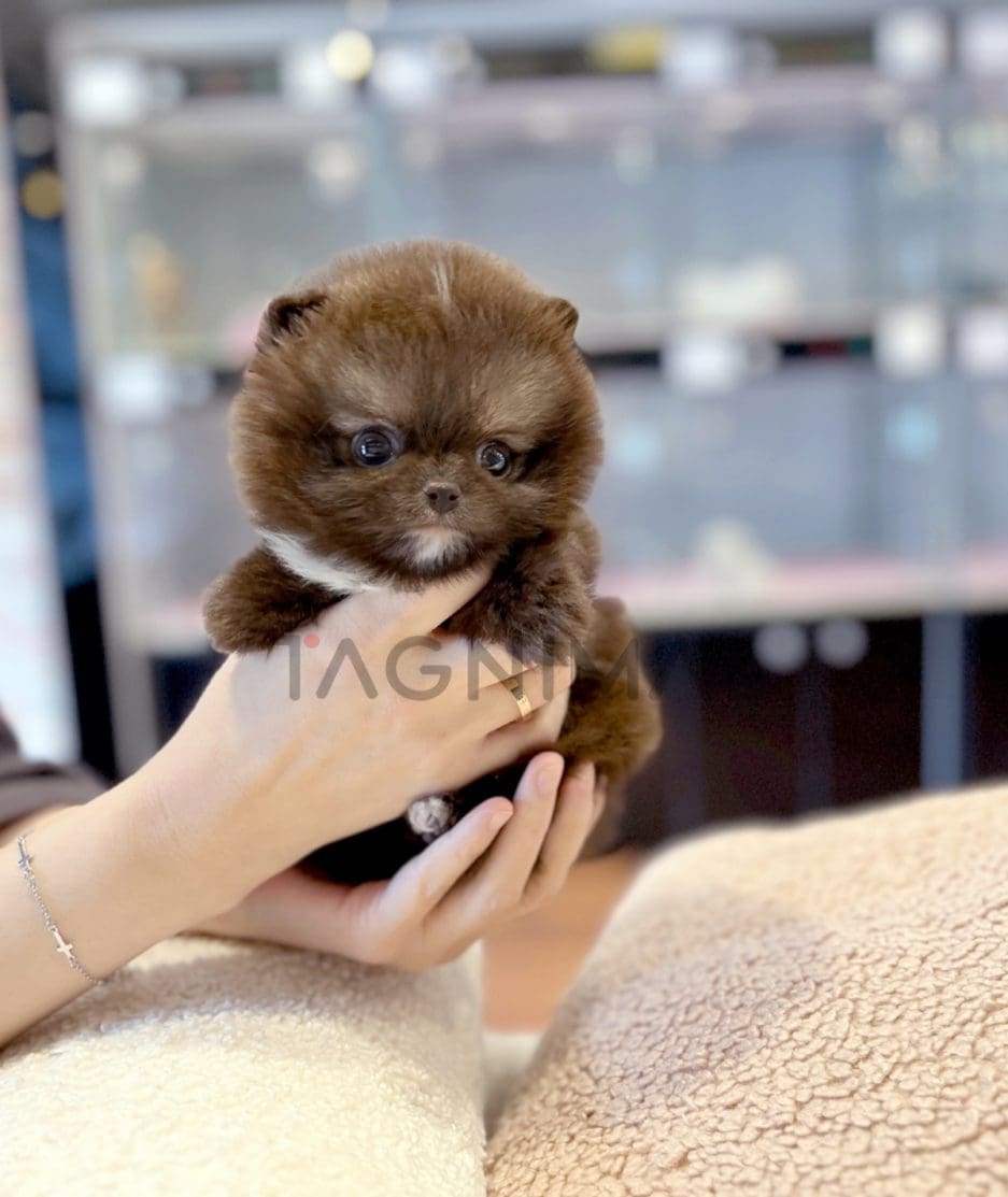 Pomeranian puppy for sale, dog for sale at Tagnimal