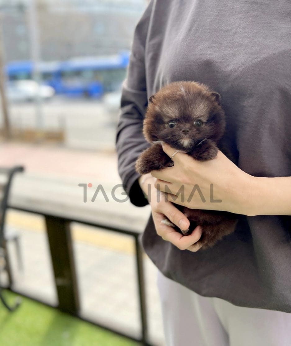 Pomeranian puppy for sale, dog for sale at Tagnimal