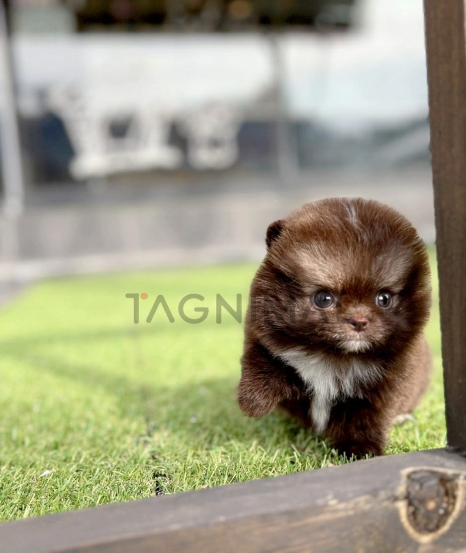 Pomeranian puppy for sale, dog for sale at Tagnimal