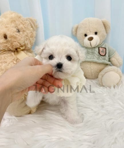 Bichon puppy for sale, dog for sale at Tagnimal