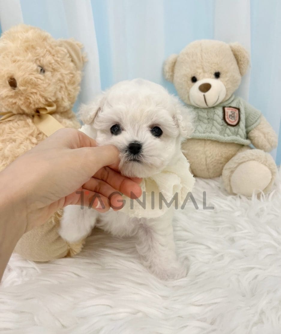 Bichon puppy for sale, dog for sale at Tagnimal