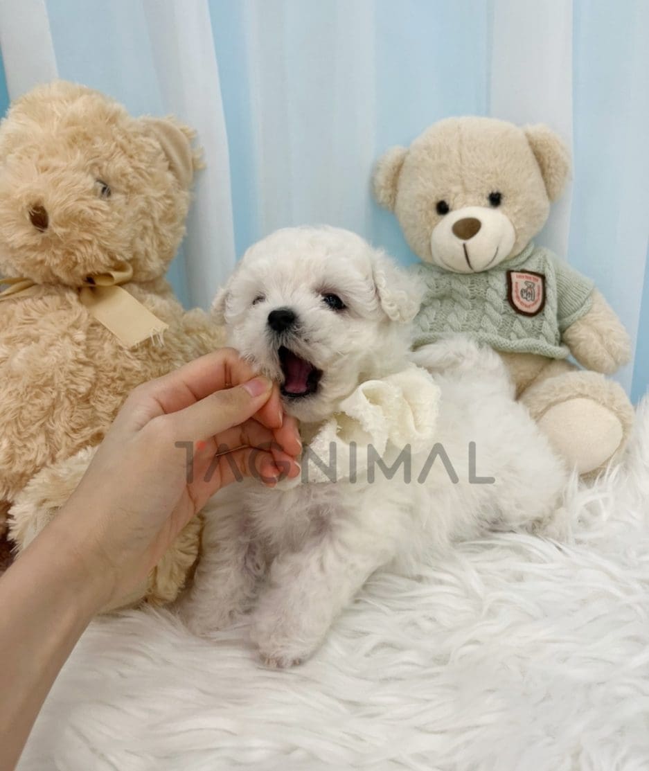 Bichon puppy for sale, dog for sale at Tagnimal