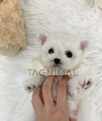 Bichon puppy for sale, dog for sale at Tagnimal