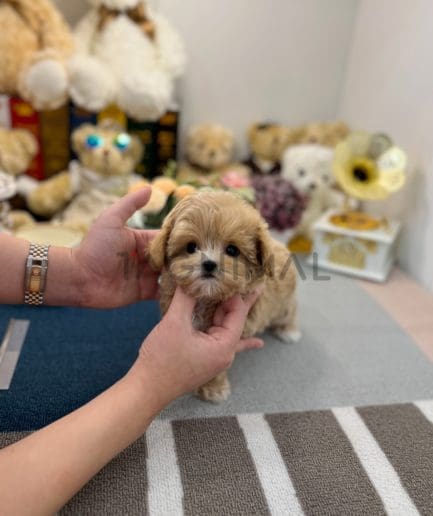 Maltipoo puppy for sale, dog for sale at Tagnimal