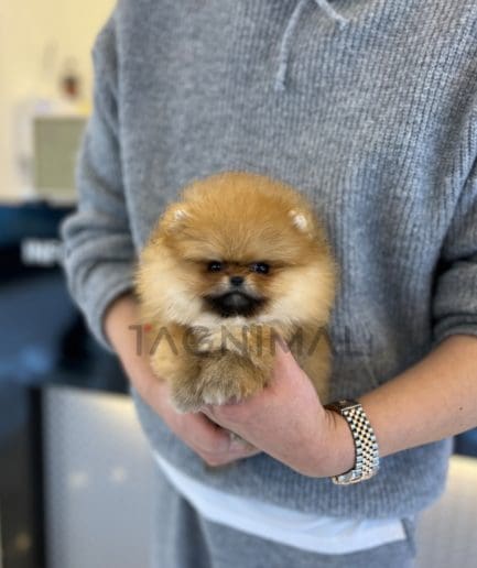 Pomeranian puppy for sale, dog for sale at Tagnimal