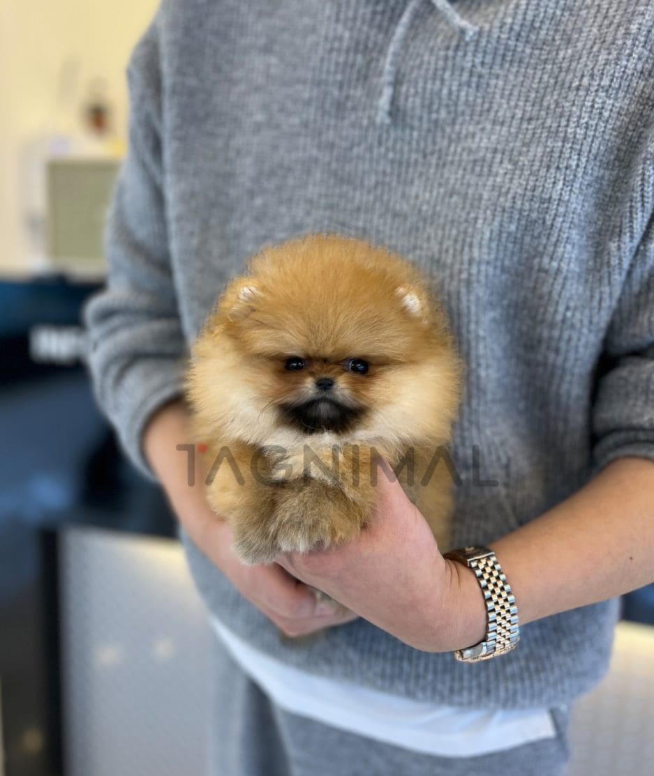 Pomeranian puppy for sale, dog for sale at Tagnimal