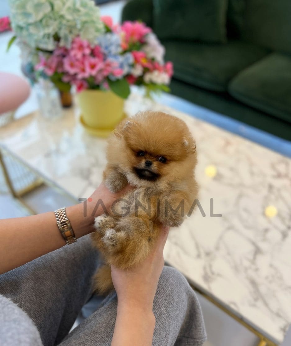 Pomeranian puppy for sale, dog for sale at Tagnimal