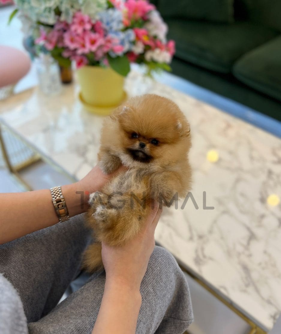 Pomeranian puppy for sale, dog for sale at Tagnimal