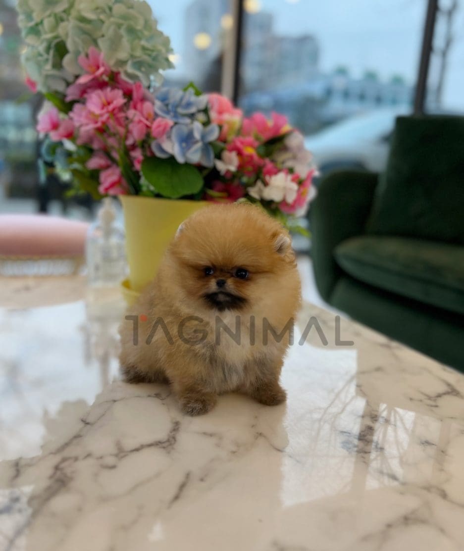 Pomeranian puppy for sale, dog for sale at Tagnimal