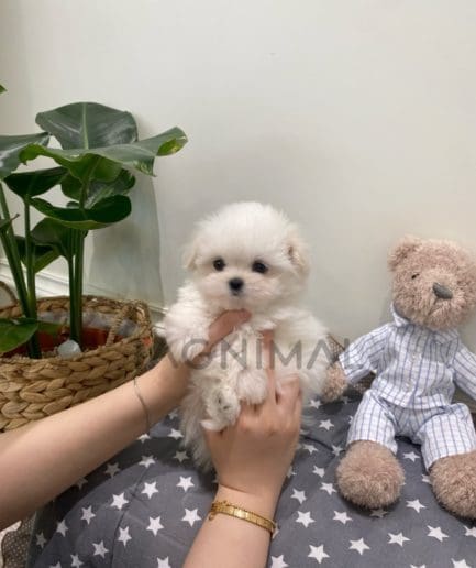 Maltese puppy for sale, dog for sale at Tagnimal