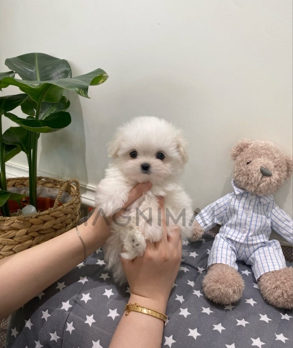 Maltese puppy for sale, dog for sale at Tagnimal