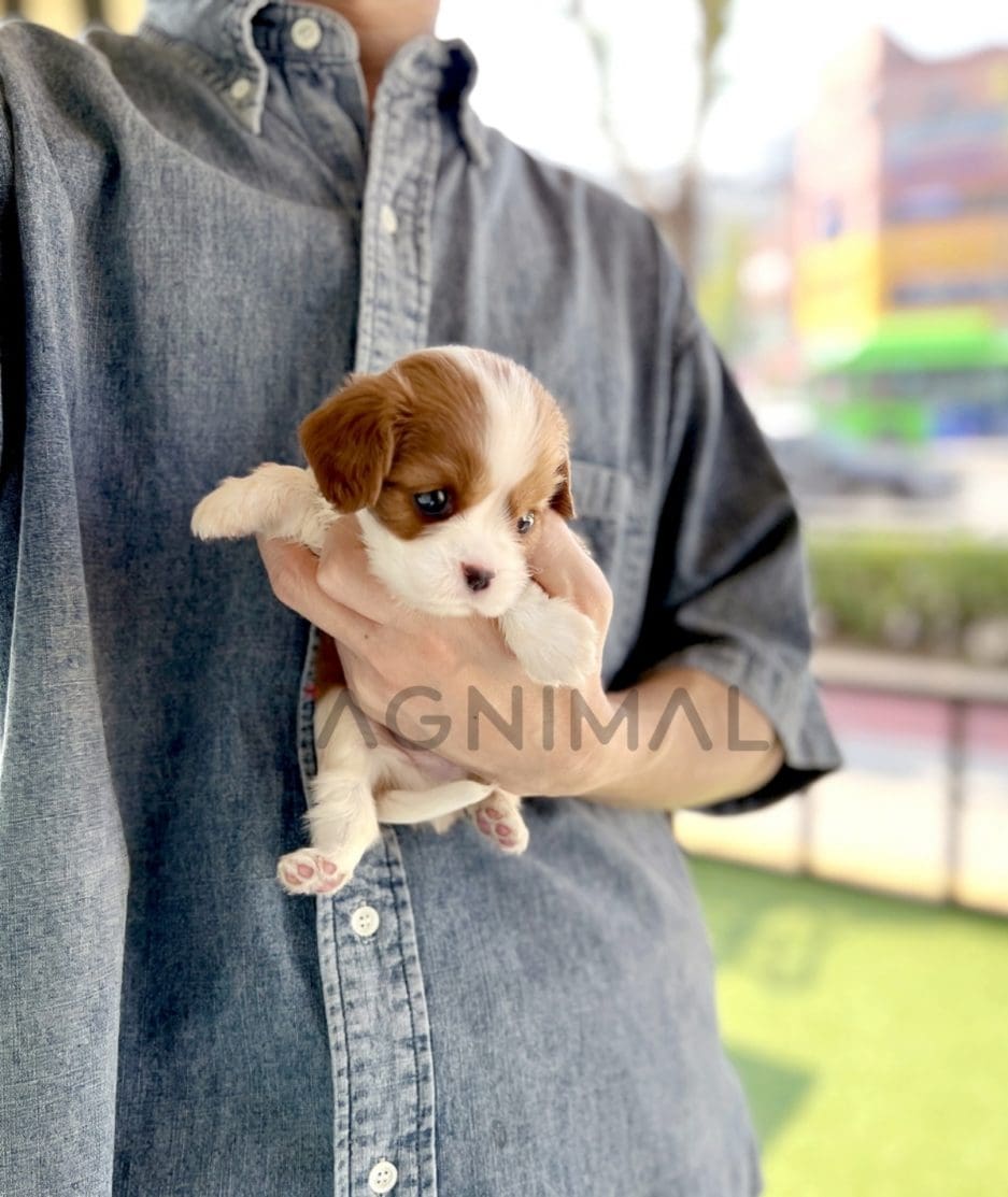 Cavalier King Charles puppy for sale, dog for sale at Tagnimal