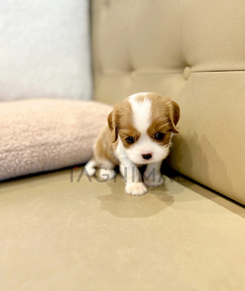 Cavalier King Charles puppy for sale, dog for sale at Tagnimal