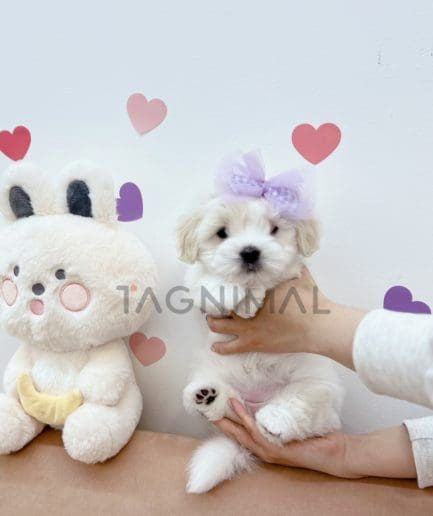 Coton de Tulear puppy for sale, dog for sale at Tagnimal