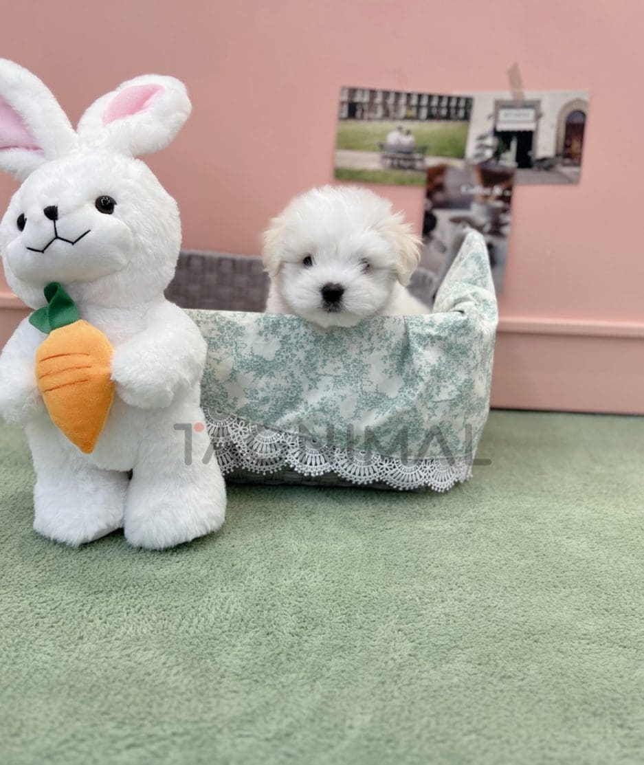 Coton de Tulear puppy for sale, dog for sale at Tagnimal