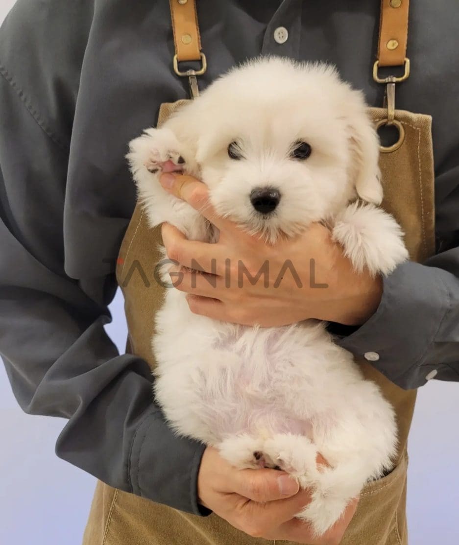 Coton de Tulear puppy for sale, dog for sale at Tagnimal