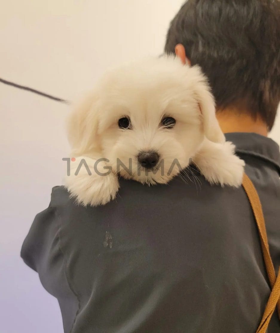 Coton de Tulear puppy for sale, dog for sale at Tagnimal