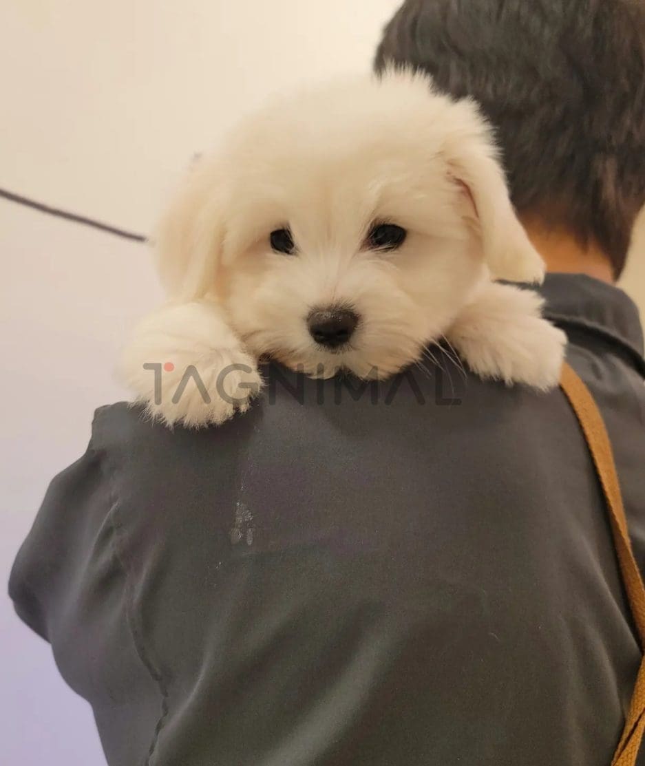 Coton de Tulear puppy for sale, dog for sale at Tagnimal