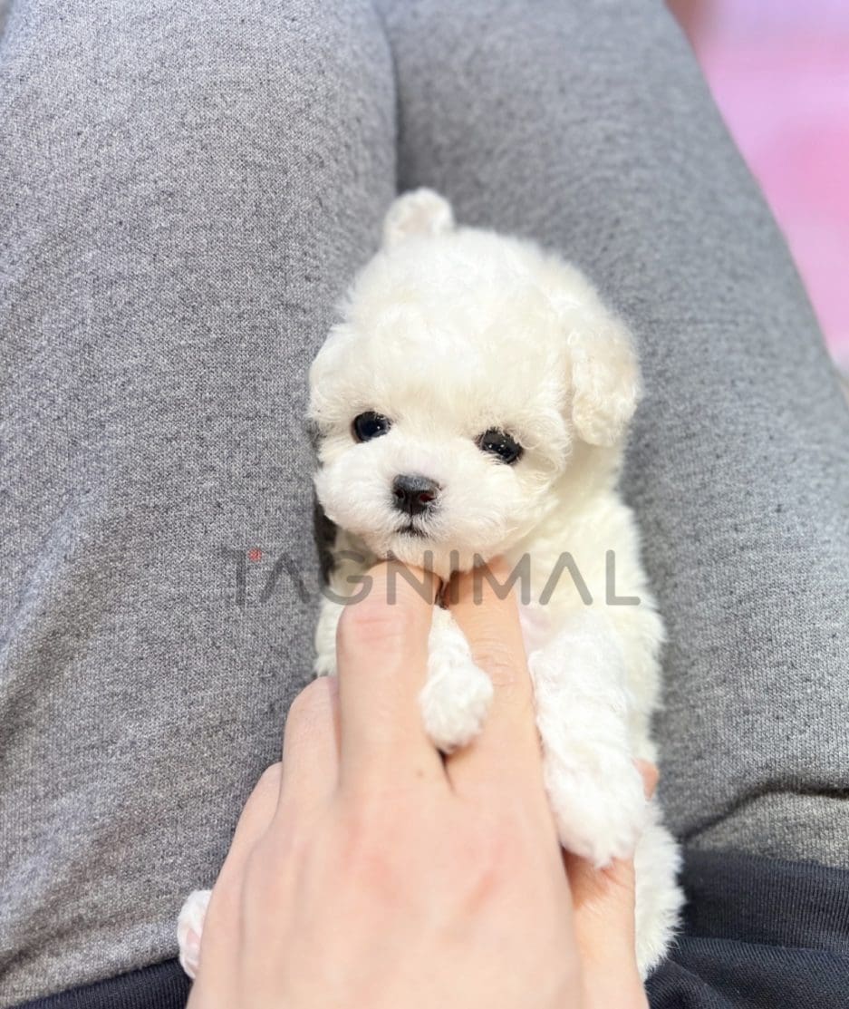 Poochon puppy for sale, dog for sale at Tagnimal