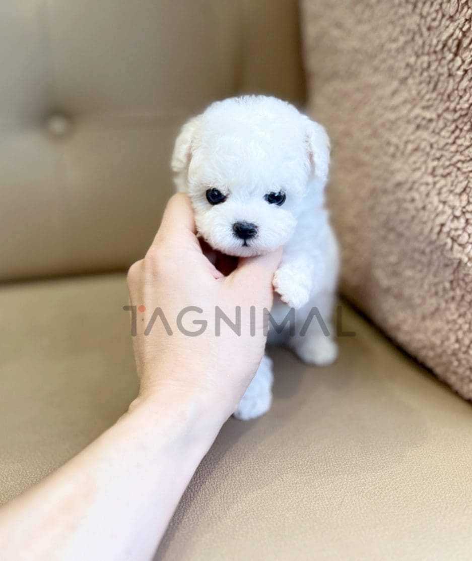 Poochon puppy for sale, dog for sale at Tagnimal