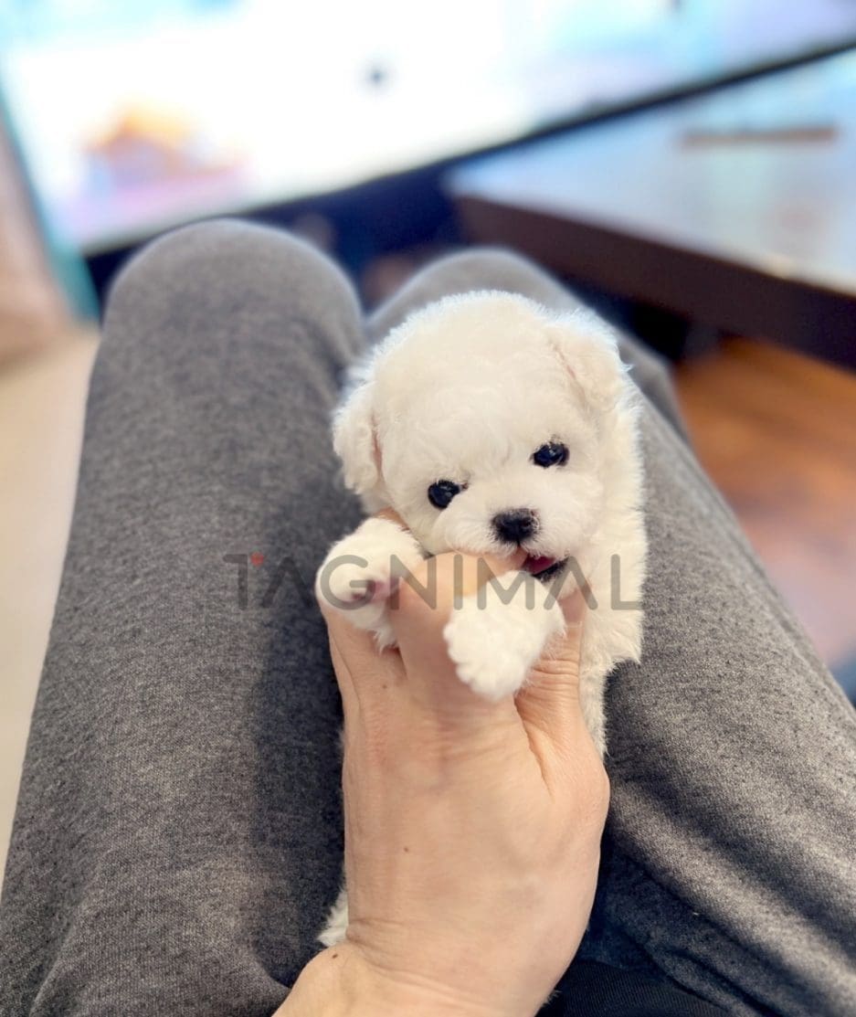 Poochon puppy for sale, dog for sale at Tagnimal