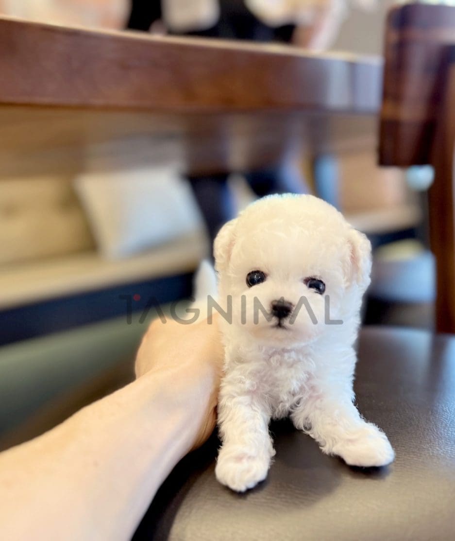 Poochon puppy for sale, dog for sale at Tagnimal