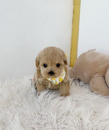 Maltipoo puppy for sale, dog for sale at Tagnimal