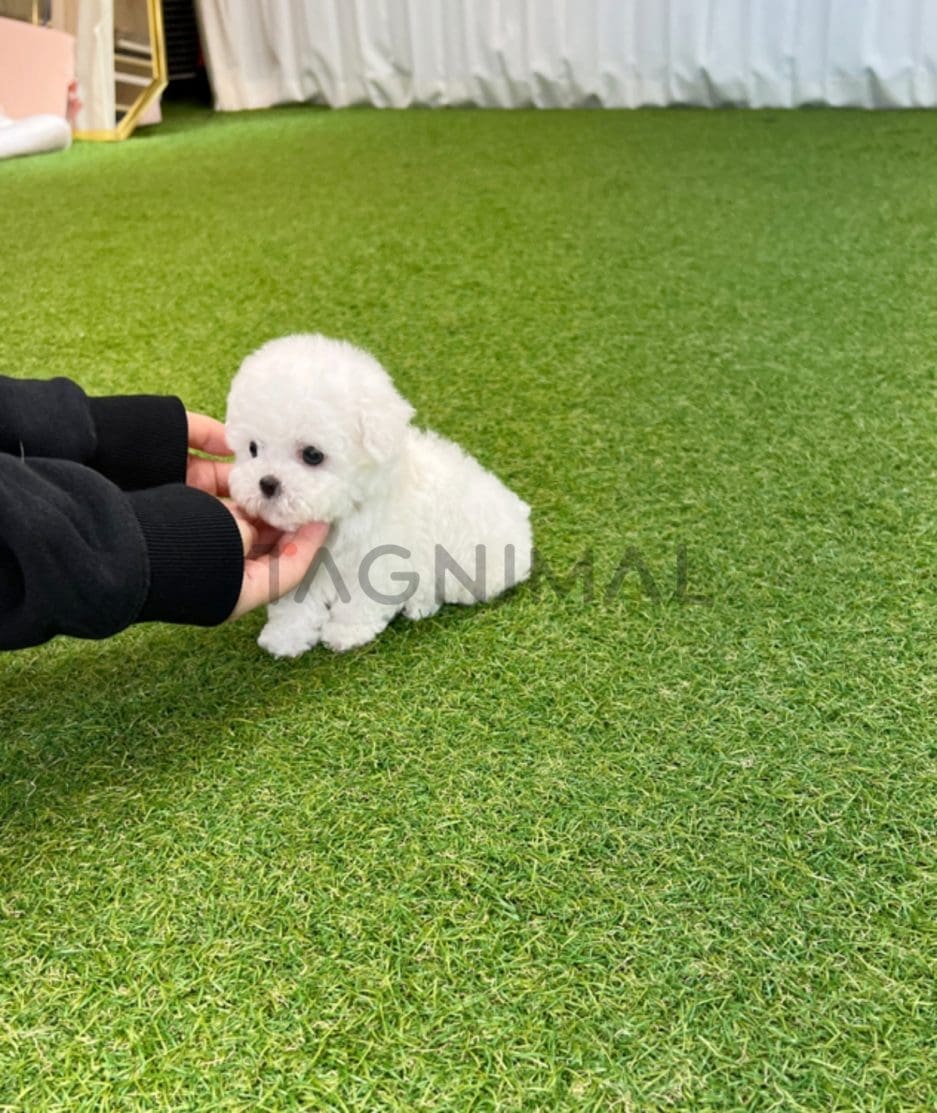 Bichon puppy for sale, dog for sale at Tagnimal