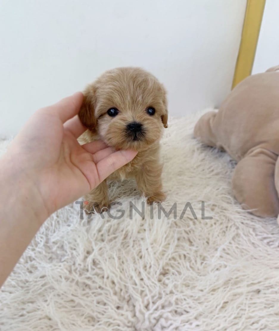 Maltipoo puppy for sale, dog for sale at Tagnimal