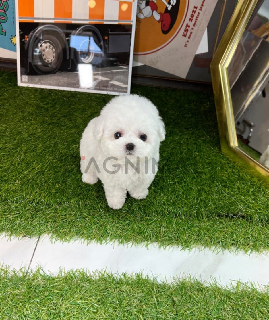 Bichon puppy for sale, dog for sale at Tagnimal