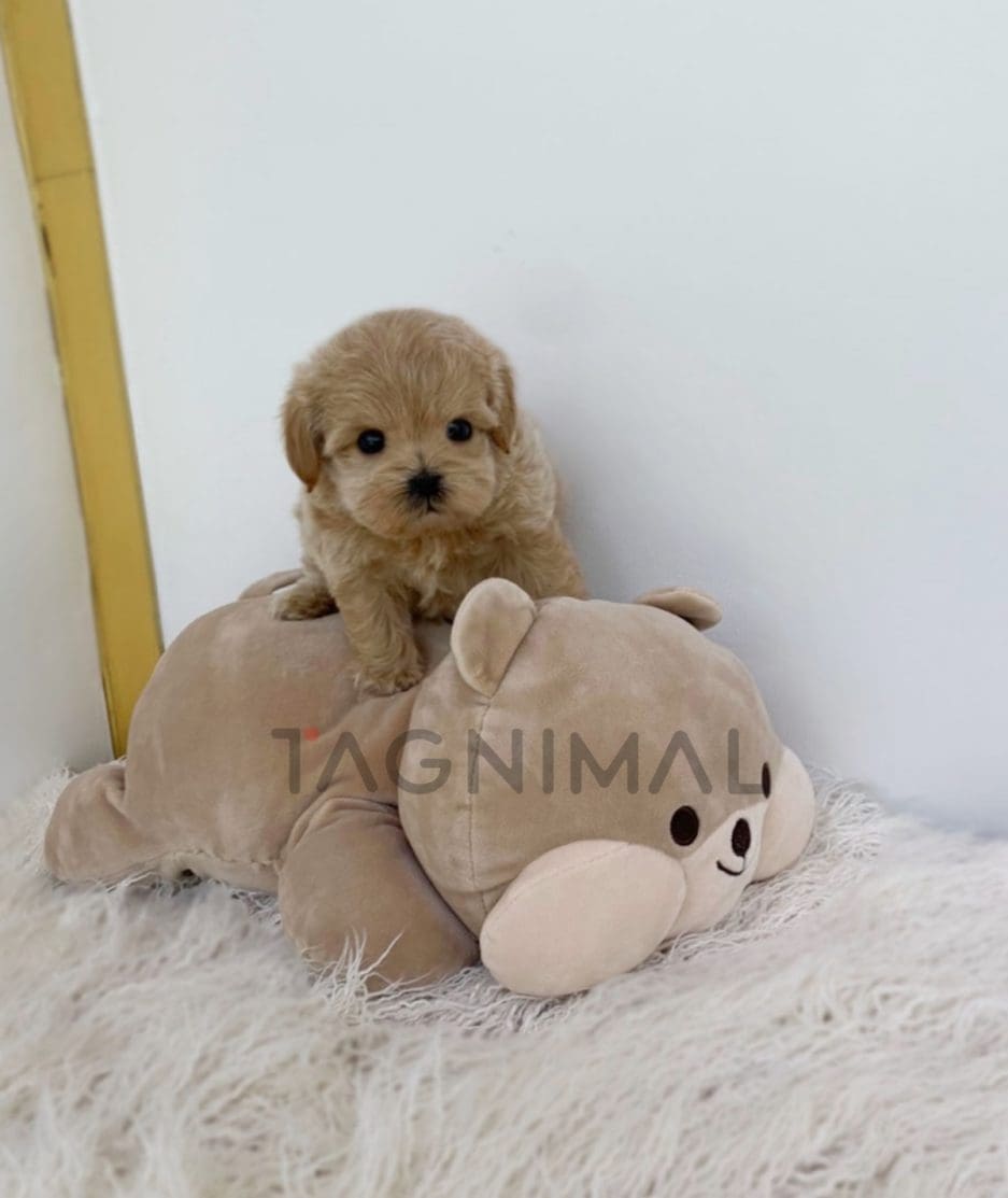 Maltipoo puppy for sale, dog for sale at Tagnimal