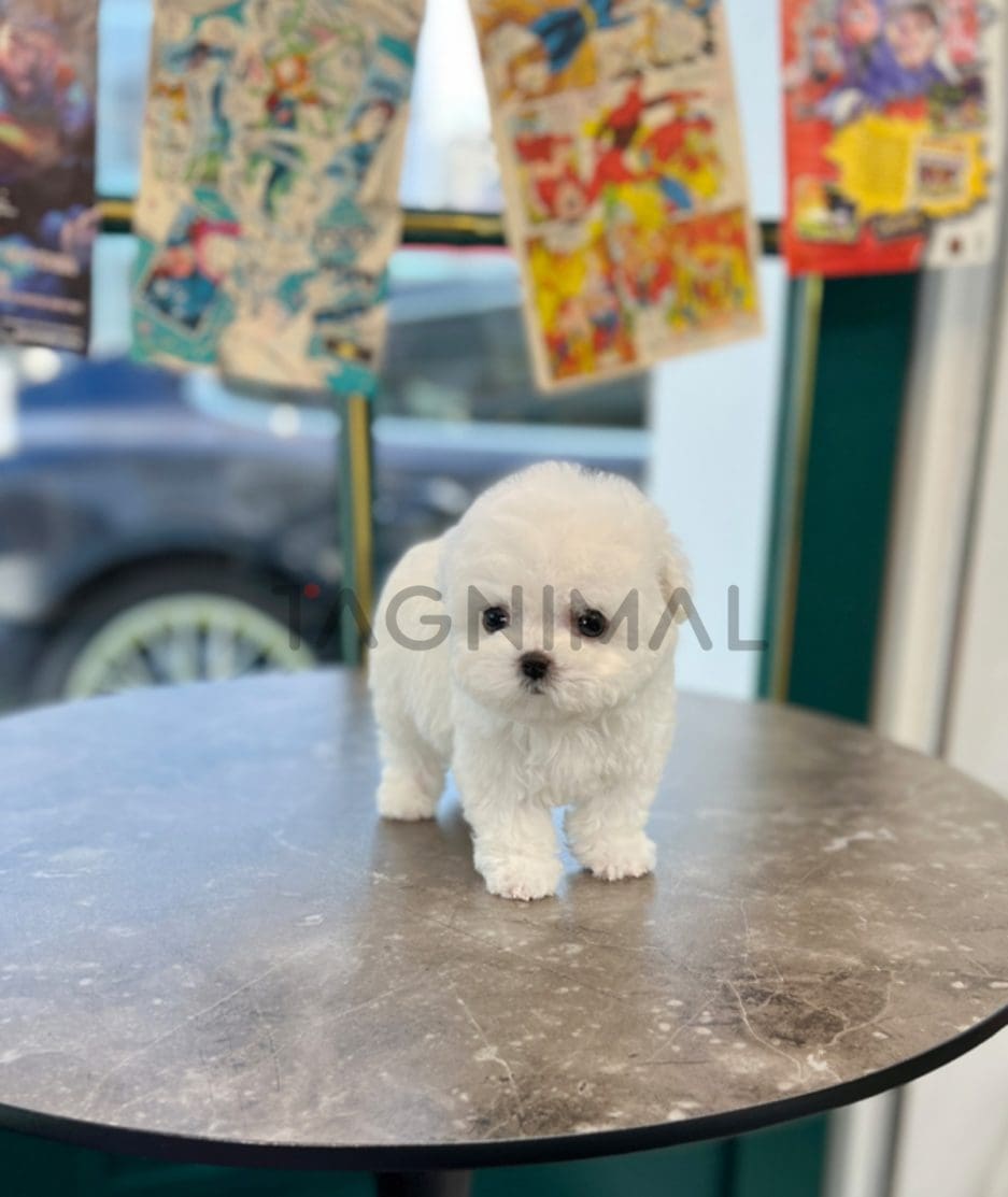 Bichon puppy for sale, dog for sale at Tagnimal